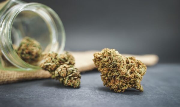 Learn how to evaluate premium cannabis online Canada by examining traits like terpene profile, bud structure, and curing practices